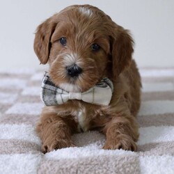 Cliff/Mini Goldendoodle									Puppy/Male	/8 Weeks,Meet Cliff! Multi generation mini goldendoodle boy. He is a very handsome boy with a happy sweet personality. He has a soft wavy-curly hair coat. Both parents are genetically health tested and fully furnished. Contact us for info including videos or to setup a FaceTime with him. 