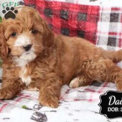 Daisy/Cockapoo									Puppy/Female	/March 27th, 2024,Daisy is a female Cockapoo puppy born to our Cockapoo Rosie and Miniature Poodle Hunter. She is a sweet, happy girl who likes to play with our children morning and evenings while we do our chores. Well socialized and raised with children (I also babysit), she is looking for her forever family and would like you to pick her.