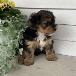 Buster/Yorkie									Puppy/Male	/March 29th, 2024,Meet Buster…. he was the only puppy in the litter, lives in our house and is so very loved and spoiled! He is also great with children and loves playing with them. He has been vet checked and updated on all shots and dewormers… if you would to meet this adorable yorkie puppy , just give us a call…      