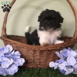 Skylar/Shih-Poo									Puppy/Female	/9 Weeks,Hey there, My name is Skylar! I am a very cute female Shihpoo puppy! I was born on March 23rd, 2024.  I am such a sweet little girl! I am looking for my new family, could that be with you? If you choose me I will come home to you vet checked with my vaccinations and deworming up to date, and I will also be microchipped. If you think that I would make the perfect little addition to your family, then please call or text to find out more information about me!  