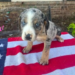 Adopt a dog:Patriot/Catahoula Leopard Dog/Male/Baby,THE FOLLOWING PET IS FOSTERED IN TEXAS BUT AVAILABLE FOR TRANSPORT!!! Details below

Meet Patriot, an irresistible puppy with captivating blue eyes and striking color patterns, ready to steal your heart! Born on March 15, 2024, Patriot is a charming male Catahoula mix, boasting both energy and intelligence. As the most spirited among his siblings, he thrives on playful interactions and cuddle sessions alike. Patriot delights in the company of both humans and animals, displaying remarkable adaptability in his current foster home where he mingles effortlessly with kids, adults, dogs, and even cats. Patriot is eager to embark on adventures with his forever family, whether it's engaging in a spirited game of tug o' war or snuggling up for a cozy nap in loving arms. If you're seeking a loyal companion to share life's joys, Patriot is the perfect match, especially for active owners or households with another furry friend to keep him company. Adopt Patriot today and watch as he proudly showcases his true colors in your loving home!

OUR DOGS ARE FOSTERED IN TEXAS OR COLORADO BUT AVAILABLE FOR ADOPTION AND TRANSPORT OUT OF STATE. Read below for more information.

All of our dogs are located in a foster home in Texas or Colorado. Our dogs are transported to a predetermined location agreed upon by the rescue. The adoption contract and fee are finalized prior to transport. As a Mutts N Such direct adoption, the adoption interview/meet and greet occurs on video call (Skype, FB Messenger call, Facetime, etc).

Our out of state adoption fee is $350 plus transport (varies by location). This fee includes all current vaccinations, deworming, a registered microchip, fecal analysis, spay/neuter for pets 6 months & older, and a heartworm test if over 6 months old. All dogs will be current on flea/heartworm prevention. A health exam will be completed and a certificate issued by a veterinarian within 10 days. If you are interested in adopting, please complete our application:

https://petstablished.com/adoption_form/57167/generic

Note: MNS reserves the right to deny any application that is deemed unsuitable for the animal. Please be aware that our animal adoptions are NOT on a first come- first serve basis. Our sole purpose is to find the best possible home for the animals that fall under our care.