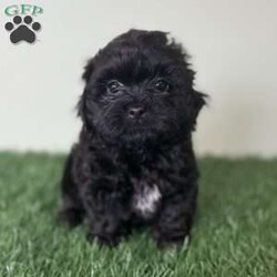 Ray/Shih-Poo									Puppy/Male	/9 Weeks,Hey there, My name is Ray! I am a very cute male Shihpoo puppy! I was born on March 16th, 2024.  I am such a sweet little boy! I am looking for my new family, could that be with you? If you choose me I will come home to you vet checked with my vaccinations and deworming up to date, and I will also be microchipped. If you think that I would make the perfect little addition to your family, then please call or text to find out more information about me!  