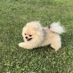 Little Mouse/Pomeranian									Puppy/Female	/6 Weeks,Mouse is a Heavy Sable Pomeranian who is expected to be around 3-5 pounds full grown. Momma is Pepper and Dad is Neyo! She is available to a PET HOME only NO BREEDERS! 