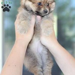 Piper/Pomeranian									Puppy/Female	/March 26th, 2024,To contact the breeder about this puppy, click on the “View Breeder Info” tab above.