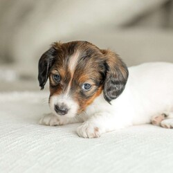 Ellie – Mini/Dachshund									Puppy/Female	/6 Weeks,Say hello to this sweet Mini Dachund puppy! She is family raised with children and gets lots of love and snuggles with them! 