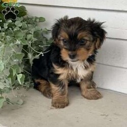 Buster/Yorkie									Puppy/Male	/March 29th, 2024,Meet Buster…. he was the only puppy in the litter, lives in our house and is so very loved and spoiled! He is also great with children and loves playing with them. He has been vet checked and updated on all shots and dewormers… if you would to meet this adorable yorkie puppy , just give us a call…      