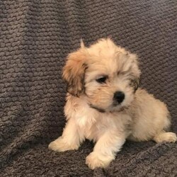 Bichon frise shih tzu puppies/Bichon frise xshih tzu/Mixed Litter/10 weeks,We have 5 puppies for sale
4 girls
1 boy blue collar sold
First vacation
Microchip
Health check
Ready to go
Cash on collection