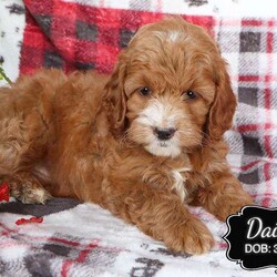 Daisy/Cockapoo									Puppy/Female	/March 27th, 2024,Daisy is a female Cockapoo puppy born to our Cockapoo Rosie and Miniature Poodle Hunter. She is a sweet, happy girl who likes to play with our children morning and evenings while we do our chores. Well socialized and raised with children (I also babysit), she is looking for her forever family and would like you to pick her.