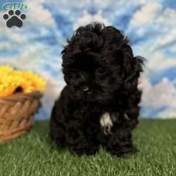 Ray/Shih-Poo									Puppy/Male	/9 Weeks,Hey there, My name is Ray! I am a very cute male Shihpoo puppy! I was born on March 16th, 2024.  I am such a sweet little boy! I am looking for my new family, could that be with you? If you choose me I will come home to you vet checked with my vaccinations and deworming up to date, and I will also be microchipped. If you think that I would make the perfect little addition to your family, then please call or text to find out more information about me!  