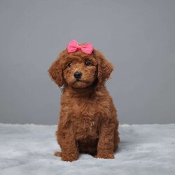 Mina/Mini Goldendoodle									Puppy/Female	/8 Weeks,Meet Mina, the sweetest Mini Goldendoodle you’ll ever find! Raised with love by a caring family, Mina is not just adorable but also super healthy. She’s been vet-checked, microchipped, and is up to date on all her vaccines and dewormer.