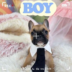 French Bulldog Purebred Puppies Ready for Adoption/French Bulldog/Both/Younger Than Six Months,Discover the beauty and charm of purebred French Bulldogs! Our puppies are raised in a loving environment, have excellent temperaments, and are ideal companions for families or individuals. Reserve your puppy today and experience the joy of owning a French Bulldog!There are 4boys and three girls available.They are all vaccinated and microchipped vet checked and with pedigree certificates.