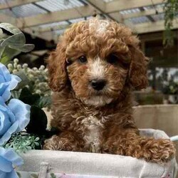 Cavoodles Ruby Red Toy/Other/Both/Younger Than Six Months,THE most beautiful puppyWhen you see you will want himHappy ,healthy ,playful babiesAll vaccinated, microchip, wormed and vet checked14 weeks oldDad toy poodleMum cavalierTLCcavoodles.com.auBreeder for over 20 yrsNCPi no9002248Call Jenny ******8718 REVEAL_DETAILS Welcome to visit