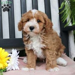 Gabe/Mini Goldendoodle									Puppy/Male	/March 29th, 2024,Meet Gabe, a Micro Mini Goldendoodle puppy with gorgeous coloring and attractive white markings. This charming little cutie comes up to date on shots and dewormer and is vet checked! The breeder offers  a 30 day health guarantee as well! To learn more about how you can bring this precious puppy into your home contact us today! 