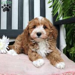 Gabe/Mini Goldendoodle									Puppy/Male	/March 29th, 2024,Meet Gabe, a Micro Mini Goldendoodle puppy with gorgeous coloring and attractive white markings. This charming little cutie comes up to date on shots and dewormer and is vet checked! The breeder offers  a 30 day health guarantee as well! To learn more about how you can bring this precious puppy into your home contact us today! 