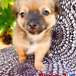 ❤️ 100% Purebred Chihuahua Pups 2 litters!! So Gorgeous and Tiny ❤️/Chihuahua (Long Coat)/Both/Younger Than Six Months,GOING VERY FAST BE QUICK ONLY 2 LEFT!!!We have two apple dome litters available so you have plenty of choice from these 100% gorgeous Purebred Chihuahua Puppies!!