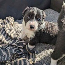Adorable Purebred Border Collie Puppies/Border Collie/Both/Younger Than Six Months,Beautiful Border Collie puppies born 24th April 2024. We have 4 gorgeous boys and 1 precious girl available to go to their new fur-ever homes from the 28th June 2024.Mum & Dad are much loved pets and we live on a 20 acre farm where they can all enjoy the freedom to run about as they grow, surrounded by nature, animals and people that love them. Their parents are loving, intelligent, loyal and energetic, and can be seen in the last 2 photos.Border Collies are great companions, and can make fantastic pets or work dogs. If you want a Border Collie please consider that they are an energetic, intelligent and a highly trainable breed.All pups have been Vet checked and microchipped, as well as regularly wormed. They will receive their first vaccination in 2 weeks.A loving and committed fur-ever home is our top priority for these precious pups. We welcome visits from potential adopters to meet our puppies and their parents, ensuring the perfect match for both the puppy and their new family.If you are interested in one of our pups, please send me a message with your name, location and some information about yourself and your family and I will return your message as soon as I'm available.
