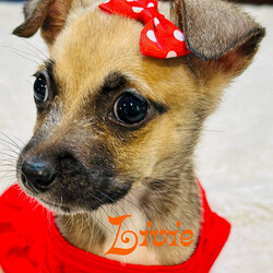 Adopt a dog:Livie/Chihuahua/Female/Baby,Hello, my name is Livie and I am an adorable little 3lbs Chihuahua puppy! 
I am friendly, affectionate, loyal, gentle, playful, smart, curious, funny and I love giving kisses. 

I am a very good girl who is just looking for someone to love me and care for me and carry me with you wherever you go. I’m even almost completely potty trained. 
I enjoy spending time with my humans and receiving belly rubs. I am very gentle and would be great with families with children, as long as the children are respectful of the fact that I’m very little and could get hurt easily. 
Even though I am a puppy, I am very well-behaved and can be your lifelong companion. 
If you are interested in meeting me, please keep in mind that I am still a baby so please only consider adopting me if you are able to take care of my puppy needs and be patient with me as I learn and grow. Thank you, I can't wait to meet you!