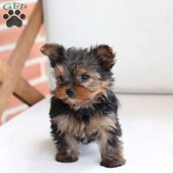 Roxy/Yorkie									Puppy/Female	/April 8th, 2024,Roxy is one of 2 in the litter . Her approx adult weight is 4-6lbs , based on the weight of the parents . She is sweet , energtic and oh so Beautiful !! 