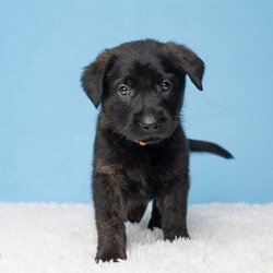 Adopt a dog:me/German Shepherd Dog/Male/Baby,With a name like Tigger you can imagine this puppy is quite the character. Tigger loves to play tug of war and cuddle up with you for a nap after he has finished his meal and checked the area for crumbs.

Mom is a beautiful German Shepherd, Dad is not known.

Born around 4/27

Fostered in Seffner

Adoption Fees

Adoption fees help cover expenses for all the dogs while in the rescue program including the vet check, microchip, vaccines, heartworm testing, fecal check, broken bones, illness, spay/neuter plus other necessary veterinary care with medications and training to get the dog ready for adoption. Everyone must submit an application before an appointment is made to come and meet the dogs. We work BY APPOINTMENT ONLY.

Interested in this dog? Please request an application from Lenore, send an email to darkrain1234@gmail.com