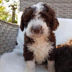 Rare Breed - IKC registered Spanish Water Dog/Spanish Water Dog/Female/8 weeks,Spanish Water Dogs puppies - this rare breed is absolutely gorgeous and I have a beautiful litter available for new homes.
SWDs are a highly intelligent breed, so loyal and affection with their beautiful non shed coat of curls making them look like real live teddy bears.
They are a active breed so move their walks and exercise making them unsuitable for some lifestyles such as apartment/city living.


As a qualified Veterinary Nurse these puppies have been bred with the utmost consideration and necessary health tests of the parents to achieve optimum health of the puppies. The genetics abd bloodlines of the both parents are excellent.

Happy to discuss further with any interest new owner and discuss the logistics of collection re pet passports as can travel by arrangement.