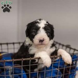 Nessie/Mini Sheepadoodle									Puppy/Female	/11 Weeks,This is a Mini Sheepadoodle, a mix between an OES and a Mini Poodle. Sheepadoodles are playful, intelligent, loving, sociable and great family dogs. Sheepadoodles have a goofy and fun personality. They are typically between 30-40 lbs full grown. Our puppies come with their first round of shots and dewormer and will be vet checked to ensure a healthy puppy. We take great pride in getting our puppies ready for their forever homes! We offer transportation for those who can not come pick up at our farm. Thanks for checking us out, feel free to reach out with any other questions or additional photos.