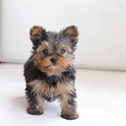 Roxy/Yorkie									Puppy/Female	/April 8th, 2024,Roxy is one of 2 in the litter . Her approx adult weight is 4-6lbs , based on the weight of the parents . She is sweet , energtic and oh so Beautiful !! 