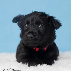 Adopt a dog:me/German Shepherd Dog/Male/Baby,Don't be fooled by his small size this puppy has enough spunk to play with the big dogs. He is fearless and lovable at the same time. Always seeking out his next play thing.

Mom is a beautiful German Shepherd, Dad is not known.

Born around 4/27

Fostered in Seffner

Adoption Fees

Adoption fees help cover expenses for all the dogs while in the rescue program including the vet check, microchip, vaccines, heartworm testing, fecal check, broken bones, illness, spay/neuter plus other necessary veterinary care with medications and training to get the dog ready for adoption. Everyone must submit an application before an appointment is made to come and meet the dogs. We work BY APPOINTMENT ONLY.

Interested in this dog? Please request an application from Lenore, send an email to darkrain1234@gmail.com