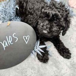 Miniature poodle x toy poodle /Poodle (Miniature)/Female/Younger Than Six Months,Hello 