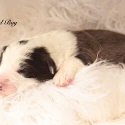 Border Collie Puppies Pedigree/Border Collie/Female/Younger Than Six Months,Wattledale Border Collies is excited to announce that we welcomed 4 absolutely gorgeous Pedigree babies on the 26/05/2024, to parents Phoebe and Keith.Puppies are currently 1 week old.We are taking expressions of interest for the following:Seal BoyDark Sable GirlChocolate Sable GirlBlack and White Girl (SOLD)Puppies will be ready to go home on the 21/07/2024 at 8 weeks of age.Mum Phoebe is a Sable long hair with a medium drive. Dad Keith is a Chocolate long hair, also with medium drive. While they love their exercise, they also love their lounge time with their family. Both dogs have absolutely wonderful natures, being very affectionate, loyal and intelligent.Early socialisation is extremely important in young puppies, and ours are lucky enough to be born onto a large property with a variety of chooks, ducks, cats, other dogs and wildlife. We also have small children.Every puppy will go to a different home with a different environment. Therefore we strive to ensure our babies are exposed to as many different things as possible in a positive way.Our Puppies will come to you*With Pedigree papers (limited registration, meaning pets only and not for breeding, Mains register can be negotiated if appropriate )*Fully vet checked*Microchipped*wormed every 2 weeks since birthA puppy pack to get you startedDNA testing results and pedigree papers of both mother and fatherIf transportation is required for interstate, this can be arranged by the new owner and at their cost.We encourage new owners to come and meet the puppies in person if possible as this helps when they go to their new homes.Both parents have been DNA tested through Orivet to ensure they are clear of any inheritable diseases that Border Collies are know for, ensuring your puppy wont ever get them.If you have any questions or would like extra photos or videos, do not hesitate to ask. Please no time wasters. Puppies will only go to approved homes so please do your research.Call, email or message or head to our facebook page Wattledale BorderCollies.We are registered breeders with the MDBA and you can clarify my registration throughhttps://www.mdba.net.au/breedercheck.htmlMDBA member number 26580