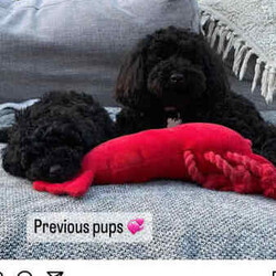 Miniature poodle x toy poodle /Poodle (Miniature)/Female/Younger Than Six Months,Hello 