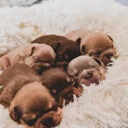 pedigree papered french bulldog puppies/French Bulldog/Male/Younger Than Six Months,Teppertown French Bulldogs proudly present our current litter from ButterBeans and Diego 