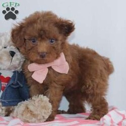 Marcy/Miniature Poodle									Puppy/Female	/8 Weeks,To contact the breeder about this puppy, click on the “View Breeder Info” tab above.