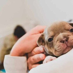 pedigree papered french bulldog puppies/French Bulldog/Male/Younger Than Six Months,Teppertown French Bulldogs proudly present our current litter from ButterBeans and Diego 