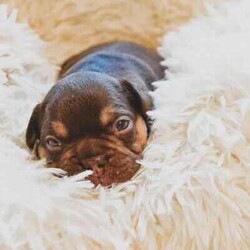 pedigree papered french bulldog puppies/French Bulldog/Male/Younger Than Six Months,Teppertown French Bulldogs proudly present our current litter from ButterBeans and Diego 