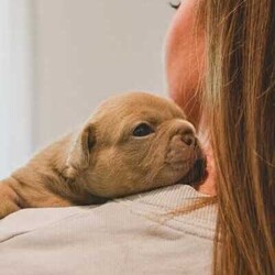 pedigree papered french bulldog puppies/French Bulldog/Male/Younger Than Six Months,Teppertown French Bulldogs proudly present our current litter from ButterBeans and Diego 