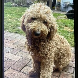 Bella F1bb/Mini Goldendoodle									Puppy/Female	/April 28th, 2024,Mini Goldendoodle puppies are the perfect blend  of playful energy and  affectionate companionship ,their delightful  mix of intelligence and friendliness make them ideal for families  looking for loving pet  . They went through Early Nurological Development Exercises  Vet checked  shots and dewormed   For more information To contact the breeder about this puppy, click on the “View Breeder Info” tab above.          Galina 