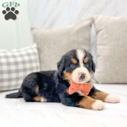 Banjo/Bernese Mountain Dog									Puppy/Male	/6 Weeks,Meet Banjo, a handsome AKC Bernese Mountain Dog! He is a super friendly and exquisite pup, it’s hard to not get attached to him. He has the ability to make anyone smile, just spend a little time with him and you’ll have a new best friend. He is a happy and healthy little guy!  