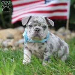 Gregory/Frenchton									Puppy/Male	/6 Weeks,Meet our darling Frenchton, Gregory, a delightful blend of French Bulldog and Boston Terrier charm. This little pup is an absolute bundle of joy, boasting an adorably wrinkled face, expressive eyes, and a compact, sturdy build that’s sure to win your heart. With their unique blend of spunk and affection, this little guy is the perfect companion for any family.This sweet puppy is not only cute but also has a playful and friendly demeanor, making them an instant favorite with everyone they meet. They are incredibly affectionate and love to snuggle, but they also have a lively side, always ready for playtime and adventures. 