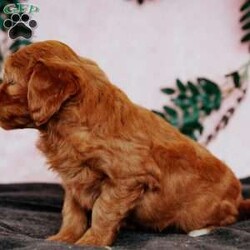 Paisley F2B/Mini Goldendoodle									Puppy/Female	/8 Weeks,Do you love Golden Retreivers but struggle with the heavy shedding and larger size? Take a look at this puppy. With their poodle hair but Golden personality they are an exciting combo.