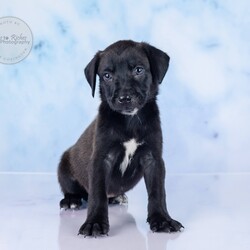 Adopt a dog:Victor/Labrador Retriever/Male/Baby,Meet Victor!

Adoption Application - Copy & Paste

https://forms.gle/FmtRtYxQNnemdkdw9

Adoption Fee: $499

This litter has 7 pups, Veronica, Violet, Maggie May, Millie, Sully ,Victor and Henry.

These puppies came to us after apparently their mother was hit by a car and died. We never saw the mother, so we don't know what breed they are. They appear to be a smaller breed, but we just don't know. We do know they're super sweet, playful, healthy and very lucky to be in our rescue.

The puppies are in foster homes with other dogs and doing well.

Here's the adoption application, please copy & paste.

https://forms.gle/FmtRtYxQNnemdkdw9

**To see all of our pets available for adoption, please copy this link.

https://www.petfinder.com/search/pets-for-adoption/?shelter_id%5B0%5D=AL450&sort%5B0%5D=recently_added

Paws of Dixie Animal Rescue adopts in the New England area. Our adoption fee includes the spay/neuter, up to date shots, Microchip, Alabama Health Certificate, and the transport service to get the new family pet to you.

The pets are delivered by a licensed transporter.

PDAR.info@gmail.com

COMPLETED APPLICATIONS TAKE PRECEDENCE OVER INQUIRIES. If you are interested in adopting, the FIRST step is to complete an application.

Please be advised that our volunteers are busy rescuing, transporting, and caring for our animals. We will respond to your application as soon as possible. Upon review of your application, the rescue in AL will contact you, so you can ask any specific questions that you may have.

NOTE: All Paws of Dixie animals are located in AL foster homes. They will be transported north after adoption.

If there is more than one decision maker in the home, all of them should be in agreement.

We DO NOT adopt to anyone under the age of 21