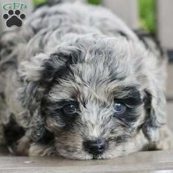 Joanna/Cockapoo									Puppy/Female	/8 Weeks,Here comes Joanna, an adorable Cockapoo puppy who’s so excited to meet you! This playful pup is vet checked, up to date on shots and wormer, plus comes with a health guarantee provided by the breeder. Joanna is family raised with children and would make the best addition to anyone’s family. Please contact Ephraim and Miriam today to find out more about this sweet pup!