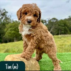 STUNNING Cavoodle Pups With Unique Colours/Other/Both/Younger Than Six Months,This gorgeous litter of F1b Cavoodle's were born on the 12th of April. They will be ready for their new homes from the 7th of June.Puppies have come from health/DNA tested parents and will go home with a health guarantee.Pups are vet checked, microchipped and vaccinated.We welcome families to come and visit pups, meet us, parents and view our facilities.For more information on us please check out our website. 