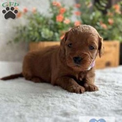 Chapel/Mini Goldendoodle									Puppy/Female	/6 Weeks,Meet Chapel, a spunky small girl. She loves to jump around outside and rip up the grass ! She has been raised with kids and acclimated to sounds and textures ! 