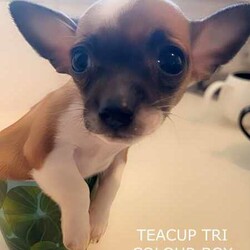 ❤️AMAZING TEACUP CHIHUAHUA PUPS!!!/Chihuahua (Smooth Coat)/Both/Younger Than Six Months,ABSOLUTELY INCREDIBLE PUREBRED CHIHUAHUA PUPS!!!