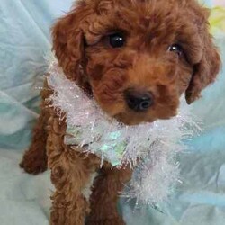Miniature Poodle pups/Poodle (Miniature)/Both/Younger Than Six Months,These beautiful Miniature Poodle pups are looking for their forever loving homes.1Red female1 Apricot female2 Apricot malesThey should mature about 8kgThey are very friendly and loving. Love being nursed. Playful and happy little pups.Mum is a beautiful rich red and hasn't faded.She is available to meet.Dad is Apricot and hasn't faded.Both parents are DNA tested by Orivet and are clear of all inherited diseases currently being tested for.Results are available to view.Pups have been vet checked, vaccinated and microchipped and wormedThey are Ready to Go