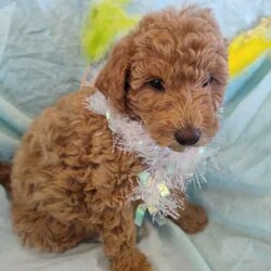 Miniature Poodle pups/Poodle (Miniature)/Both/Younger Than Six Months,These beautiful Miniature Poodle pups are looking for their forever loving homes.1Red female1 Apricot female2 Apricot malesThey should mature about 8kgThey are very friendly and loving. Love being nursed. Playful and happy little pups.Mum is a beautiful rich red and hasn't faded.She is available to meet.Dad is Apricot and hasn't faded.Both parents are DNA tested by Orivet and are clear of all inherited diseases currently being tested for.Results are available to view.Pups have been vet checked, vaccinated and microchipped and wormedThey are Ready to Go