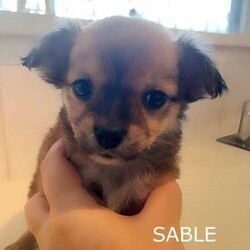 ❤️AMAZING TEACUP CHIHUAHUA PUPS!!!/Chihuahua (Smooth Coat)/Both/Younger Than Six Months,ABSOLUTELY INCREDIBLE PUREBRED CHIHUAHUA PUPS!!!