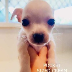 ❤️AMAZING TEACUP CHIHUAHUA PUPS!!!/Chihuahua (Smooth Coat)/Both/Younger Than Six Months,ABSOLUTELY INCREDIBLE PUREBRED CHIHUAHUA PUPS!!!