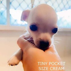 ❤️AMAZING TEACUP CHIHUAHUA PUPS!!!/Chihuahua (Smooth Coat)/Both/Younger Than Six Months,ABSOLUTELY INCREDIBLE PUREBRED CHIHUAHUA PUPS!!!