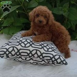 Bella/Miniature Poodle									Puppy/Female	/10 Weeks,Hi my name is Bella ,I’m a miniature poodle and I’m family raised,Well, socialized and up-to-date with shots and dewormer.I’m looking for a forever home ,And I would like to meet you . I come with a thirty day health Guarantee a small bag of food a toy and Blanky. Shipping is available also.